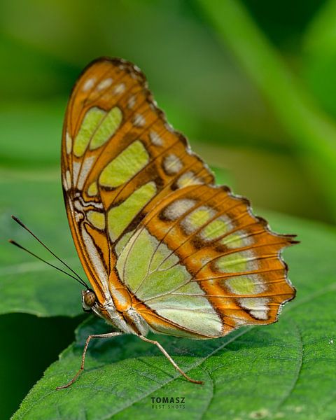 Butterfly by Tomasz_best_shots