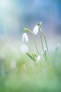 Sneeuwklokjes in groen en blauw van Patricia van Kuik