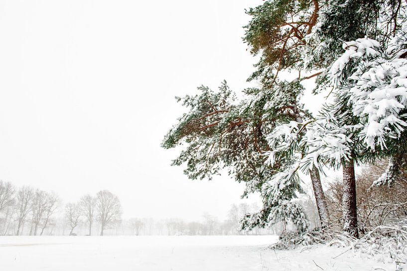 Dennenbomen op landgoed in de sneeuw. van Ron van der Stappen