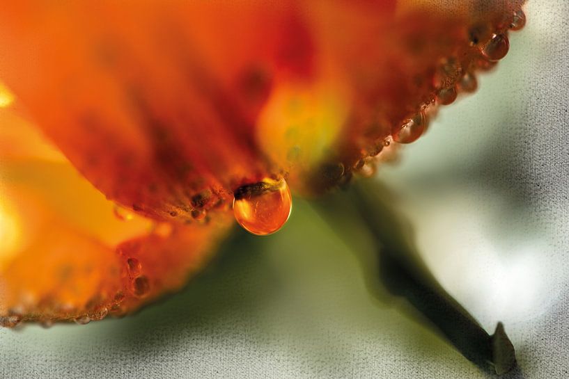 Drops on orange flower by Nicc Koch