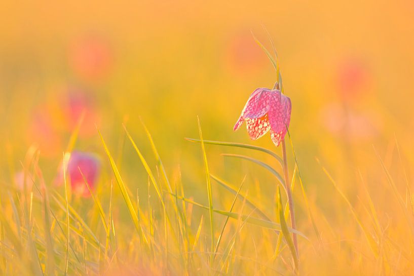 Wilde Kievitsbloemen in een weiland tijdens zonopgang in het voorjaar van Sjoerd van der Wal Fotografie