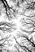 trees silhouette