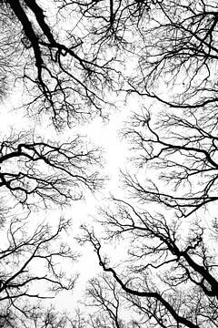 bomen silhouet zwart-wit