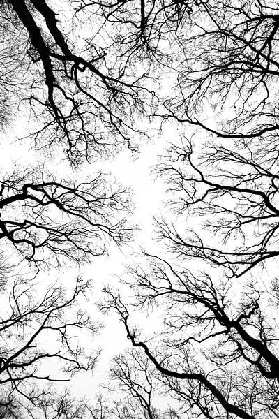bomen silhouet zwart-wit van Klaartje Majoor