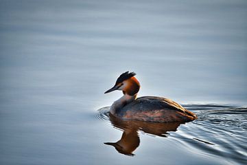 Grebe on the water by Corné Snijders