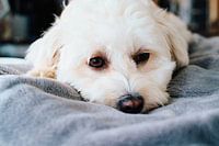 Maltipoo-Liebe: Ein Leben lang!