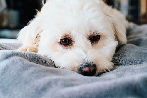 Maltipoo liefde: voor het leven!