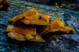 Kleurenpalet Paddenstoel van Mark Balster