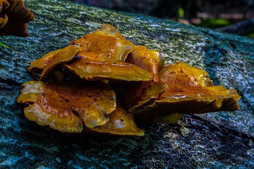 Kleurenpalet Paddenstoel