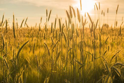 Graanveld met een ondergaande zon