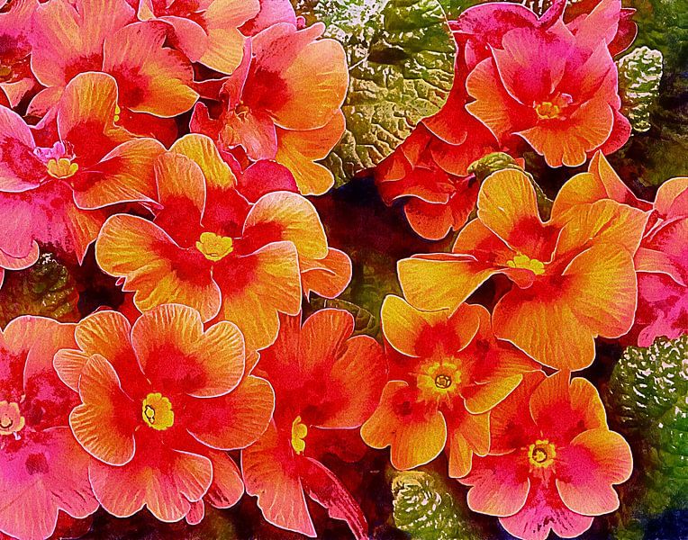 Primula Colour Pop by Dorothy Berry-Lound