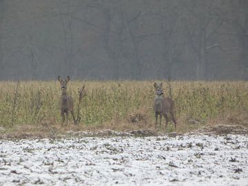 Chevreuil sur Fotonatuurlijk