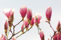 Awakening of the Magnolias: Springtime in the Netherlands