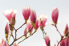 Das Erwachen der Magnolien: Frühling in den Niederlanden
