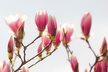 Ontwaken van de Magnolia's: Lente in Nederland van Adriana Luxwolda
