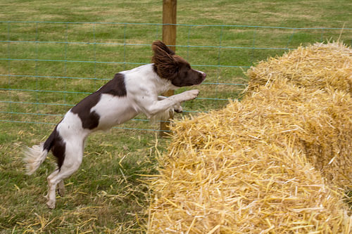 Hond springt over hooibalen