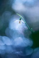 Snowdrop