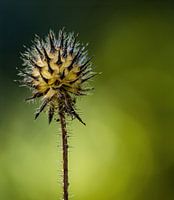 Plant_1