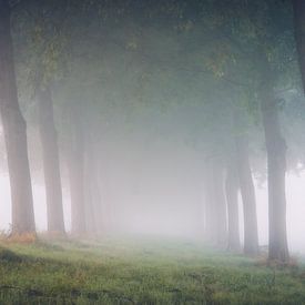 Rij bomen in de ochtendmist van Tim van der Kraats