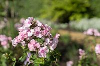 pretty pink flower lying down