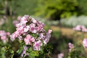 hübsche rosa Blume im Liegen von Cheyenne Bevers Fotografie