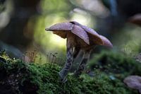 Paddestoelen