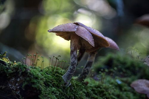 Paddestoelen