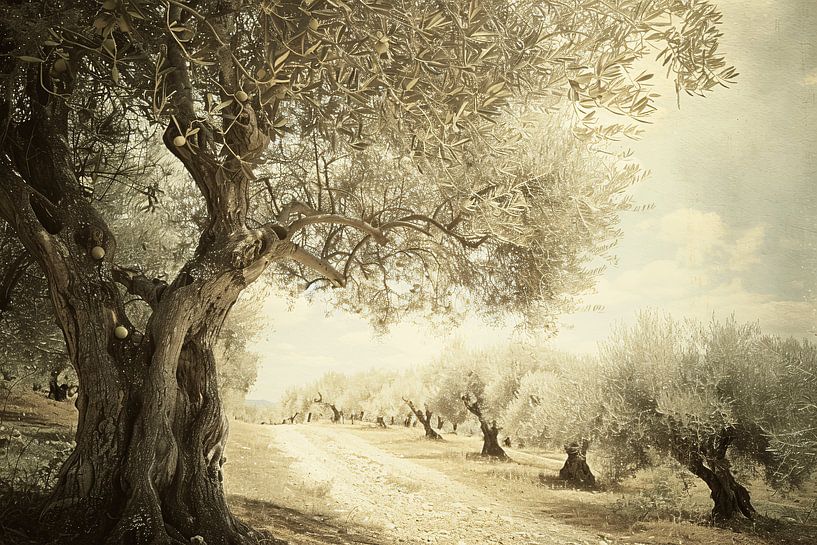 Avenue des oliviers classique par Art & Soul Creations