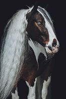 Fine art portret gevlekt paard lange manen