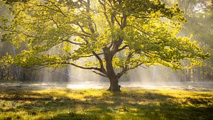 Morgenlicht