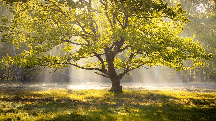Morning light by Nils Steiner