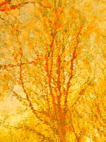 Yellow tree reflection