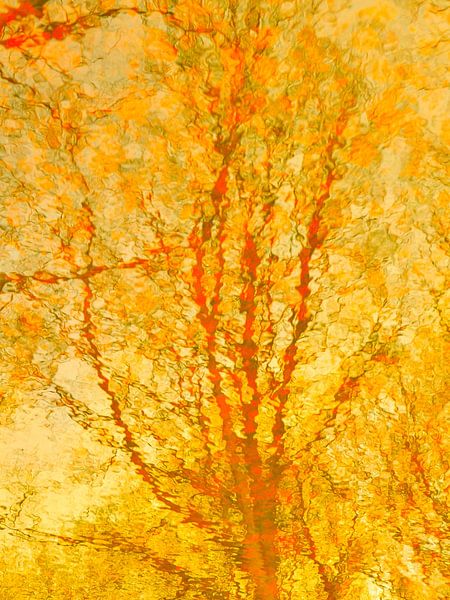 Yellow tree reflection by George Brady