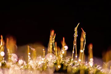 glitter moss by Tania Perneel