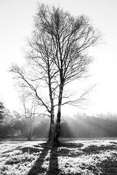 Bouleau en noir et blanc