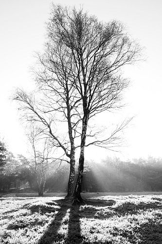 Bouleau en noir et blanc