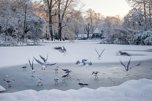 Wilhelminaparl Utrecht en hiver