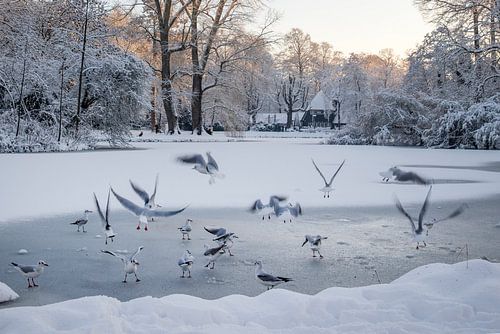 Wilhelminapark Utrecht in de Winter