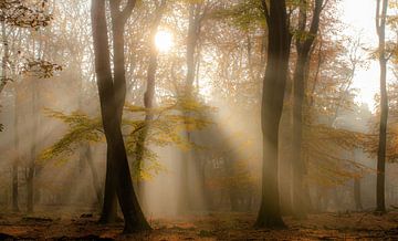 sprookjesbos herfstkleuren