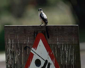 Langstaartklauwier op het golfveld in Bali van Anges van der Logt