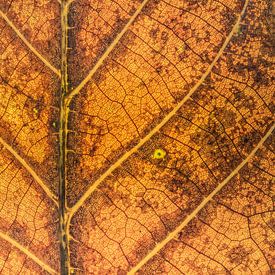 Herfstblad abstract van Gonda Versteeg