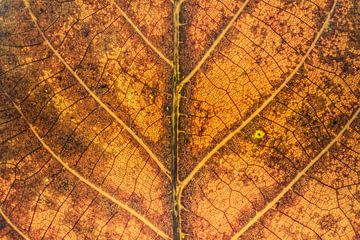 Autumn leaf abstract by Gonda Versteeg