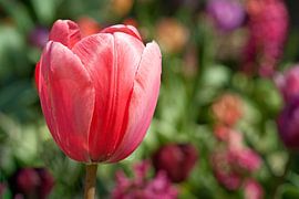Roze Tulp von Annemieke Storm
