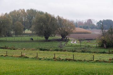 Trees, meadows and farmland at the Flemish countryside van Werner Lerooy
