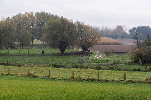 Trees, meadows and farmland at the Flemish countryside