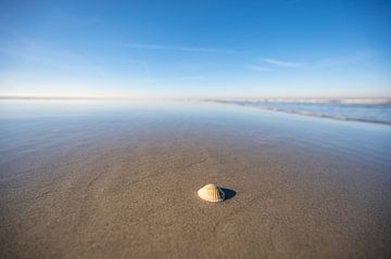 Muschel an einem leeren Strand mit begrenzter Schärfentiefe von Sjoerd van der Wal Fotografie