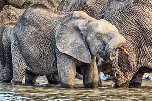 Jeune éléphant au puits d'eau sur Chris Stenger