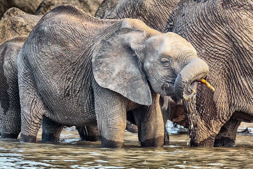 Young Elephant at water well by Chris Stenger