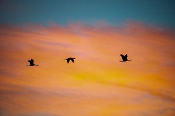 Vliegende kraanvogels tijdens zonsopkomst van Stijn Smits