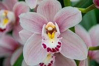 Orchidee von Ineke Wildeboer Miniaturansicht